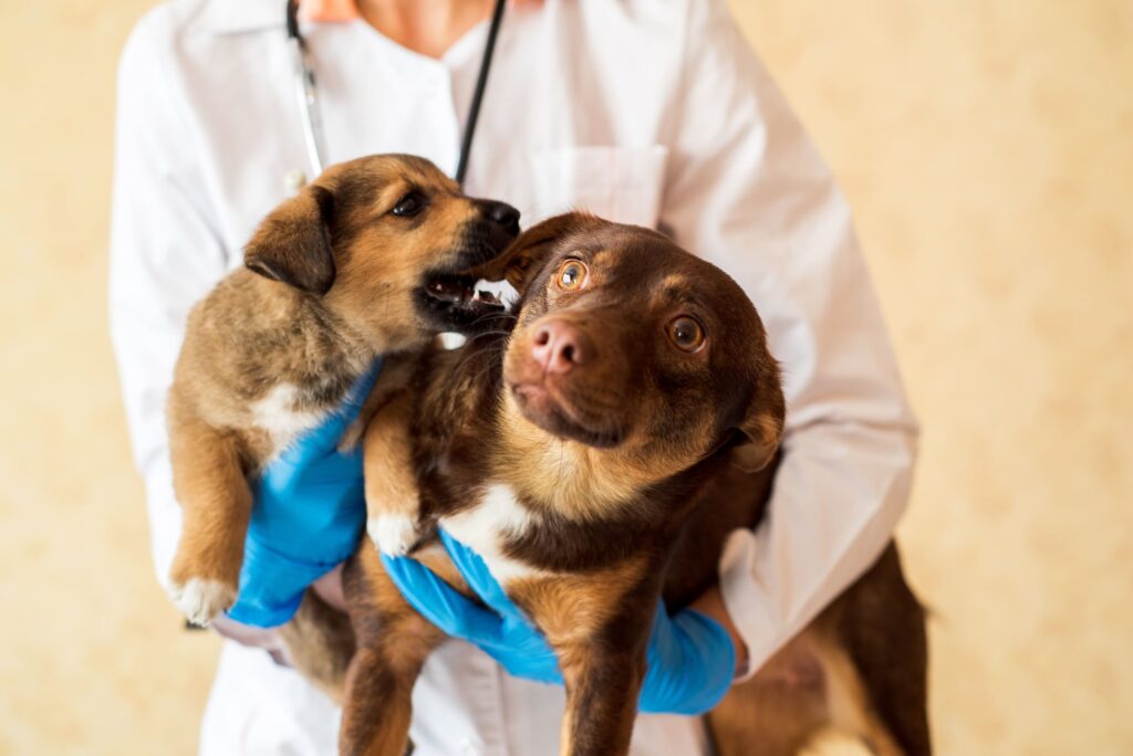 Chocolate & Caffeine Toxicity in Dogs and Cats: Symptoms & First Aid ... - Canine Chocolate Toxicity Hospital