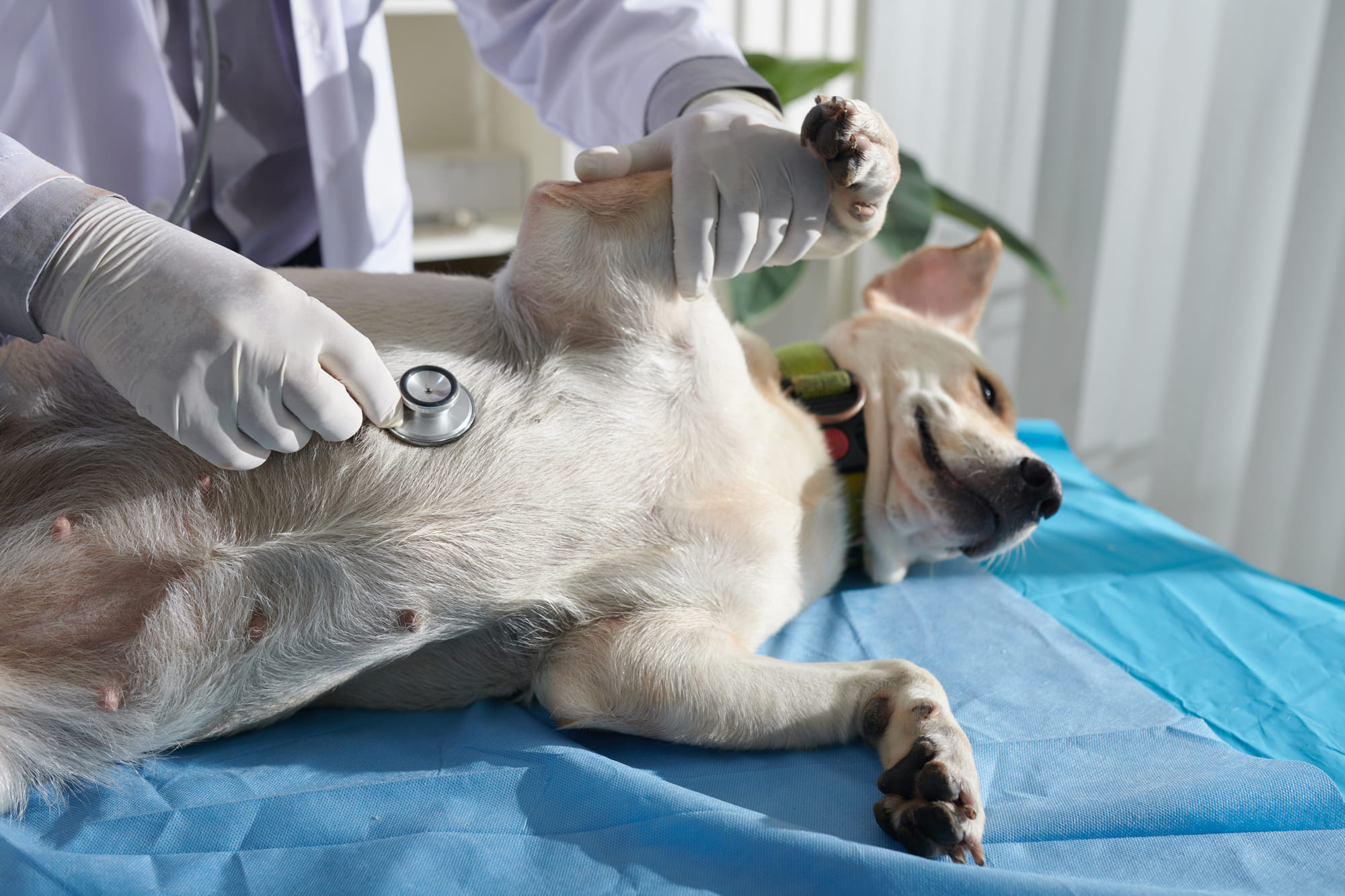 Chocolate Poisoning in Dogs: Emergency Timeline for West Vancouver ...